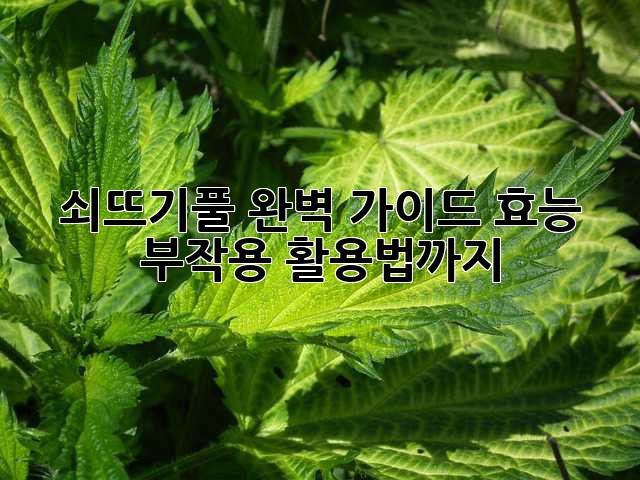쇠뜨기풀 완벽 가이드: 효능, 부작용, 활용법까지!